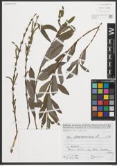 Foto von Salix purpurea L.